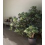 WOODEN TILE GRAY 20X120 STRUKTURIERT