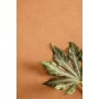 PIGMENTI SLIMTECH SUNSET 50X100 NAT - ST. 3,5 MM